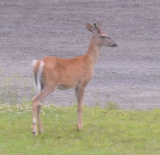 Dad - pretty young fella, didn’t have very large antlers yet!